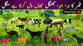 The lush green jungle of Thar pakistan|where cattle do Tuesday | tharmalir 