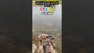 SOARDBAITS ON EBAY! 8&rdquo; SB SHAD GLIDE BAIT! #bait #fypシ゚ #glidebaits #fish #bass #bassfishing #ebay
