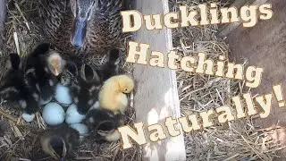 Ducklings Hatching Naturally