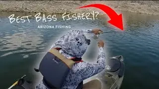Alamo Lake - Arizona's BEST Bass Lake!