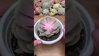Succulent Beheading: How to Propagate & Save Leggy Plants ✂️