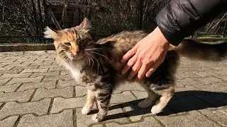 Fluffy calico cat with a soft fur is very affectionate