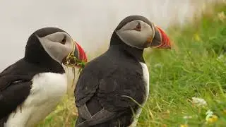 Puffins in Scotland - 4K