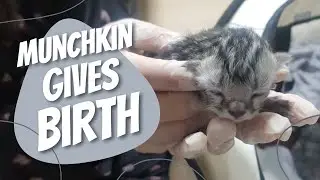 Munchkin Cat Giving Birth for the First Time