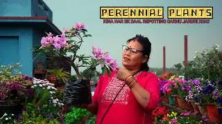 What Happens If You Don't Repot Your PERENNIAL Plants Every Year? Pabitra Garden