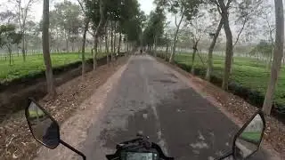চা বাগানের গভীরে 🥰। মন ভালো করার মতো দৃশ্য। Mr Nazz।  sreemangal 