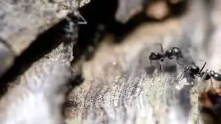 Australian ants, Dolichoderinae from Sydney