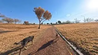 Luffy and Timone Walk the Park 12-31-25