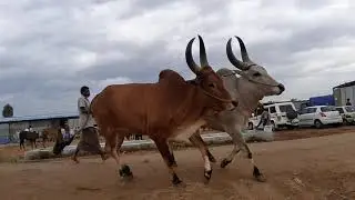Kangayam kalai காங்கயம் மாடு