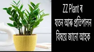 ZZ Plant ৰ যত্ন লওঁ আহক। All about ZZ Plant Care, Benefits and multiplication/ ZZ Plant summer care