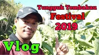 Tungguk Tembakau Festival 2019 Desa Senden Selo Boyolali