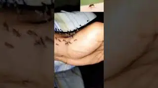 mosquito attack #mosquito #mosquitoes #attack #youtubeshorts #shortsfeed #trending #viral #youtube