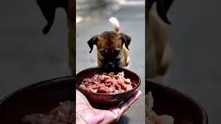 The Little Muddy Puppy Who Found Love