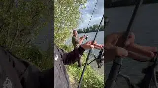 Doppeldrill mit Steffen Hambsch! Beste! 😮&zwj;💨 #fishing #carpfishing #karpfenangeln #carp #fish