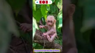 Cute Baby Monkey Playing 😍🐒 | Funny Kids Cartoon Video