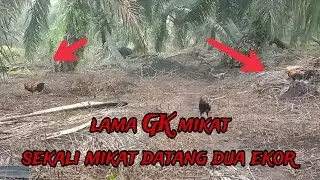 Wow hoki Tes pikat ayam muda langsung di datangi 2 ekor ORI 