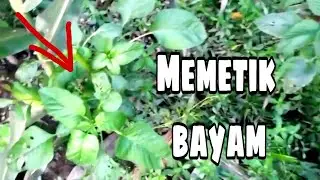 Mencari Sayur Bayam di kebun