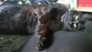 Midnight sleeps with BOTH eyes open