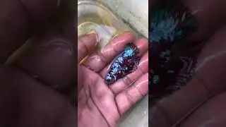 Red galaxy beautiful #fish #bettafish #redgalaxy #bettaindonesia #bettalovers #bettafighter