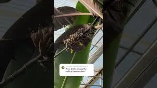 Red banana from Yelloway breeding program