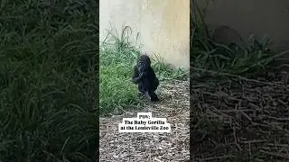 POV: The Baby Gorilla at the Louisville Zoo #NelsonEverywhere