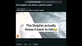 This Dolphin can throw a perfect spiral