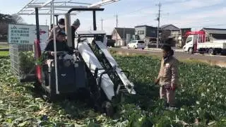 松島兄弟、キャベツ収獲with YANMAR HC1400（long.vr)