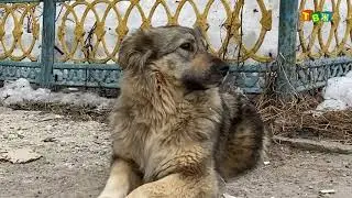 Собакин на льдине - - СПАСЁН!!!