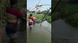 Village Fisherman Catching Fish with Net Trap from the Beel 🐟🌿