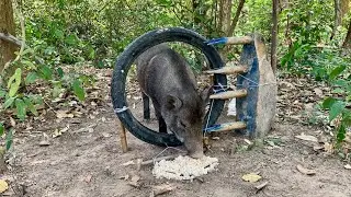 Amazing Most Building Beautiful House Wild Pig Trap Using Big Sharp Wood #wildboartrap #boarhunting