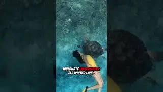 Черепахи дышат через задницу. Это называется клоакальное дыхание! #секреты