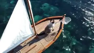 #cat #fishing #on #the #boat #in t#he #sea