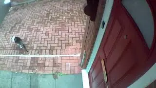 white tabby refuses double glazing bogoff 🐺