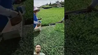 Alat Panen Daun Teh
