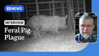 Feral pigs devouring livestock an 'existential threat' to farms | ABC NEWS