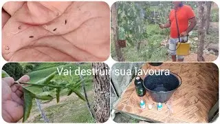 Tripes no maracujá ou você acaba com ele ou ele destrói sua lavoura