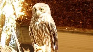 Australia's Barking Owl calling