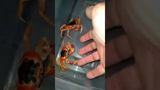 My Pet Crabs