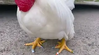 pet chicken