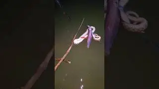Night Water Snake are Fish Dangerous Situation