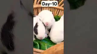 Day-10 Smile wide and hop happily through life 🥰🐰🥕 #rabbit #bunny #shortvideo #pets #love #cute