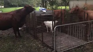 Calf Creep feeder pen build.