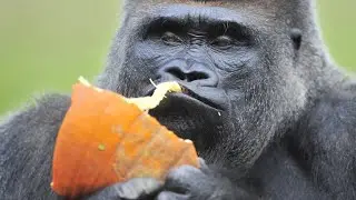 Koko, beloved gorilla that mastered sign language, dies