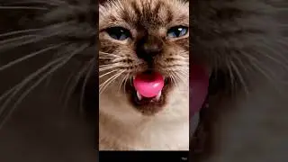 Ultra Close-Up Cat Chewing Gum