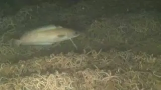ROV derelicte illes medes nort 128m