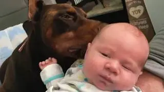40 Kilo DOBERMANN verschwindet jede Nacht um 3 Uhr – Was die Familie entdeckte, SCHOCKIERT alle