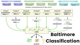 Baltimore Classification System | Virus Classification | Baltimore Classification of Viruses