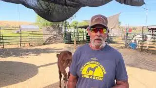 Working with a weanling 