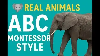 ABC with Real Animals 🐒🦁🐧 | Learn the Alphabet for Kids