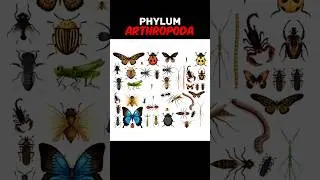 PART 1 : PHYLUM ARTHROPODA #arthropods#arthropoda | EXPLAIN PHYLUM ARTHROPODA #shorts#viral#trending